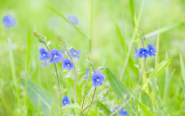 Wall Mural - Blue Veronica chamaedrys flowers on flower meadow