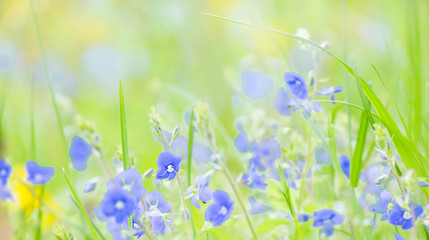 Wall Mural - Beautiful blurred Nature Spring Summer Background