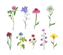 Wildflower Meadow Collection. Watercolor Hand Drawn Wild Flowers And Herbs Illustration, Isolated On White Background. Purple Coneflower, Bluebell, Daisy, Pink Clover, Baby Cosmos. Floral Set.