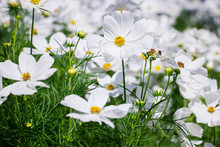 White Mexican Aster Flowers In Garden Bright Sunshine Day On A Background Of Green Leaves. Cosmos Bipinnatus.