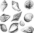 Seashells - hand-drawn engraving illustration.