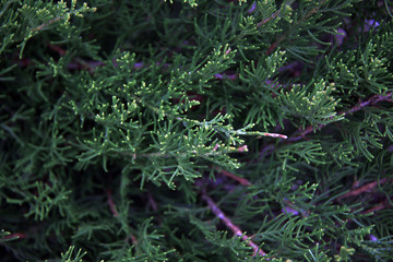 evergreen tree background