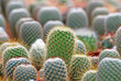 © kittinit - Many White thorns Cactus at cactus farm or call Eriocactus leninghausii cactus - Tropical Plant backdrop and beautiful detail