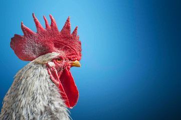 Close-up portrait of rooster on blue blurred background. Domestic animal isolated, copy space. Portrait of a rooster