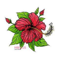 Wall Mural - Hand drawn Hibiscus sketch