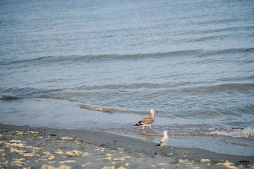 Two seagulls by the sea