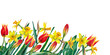 © Na.Ko. - Bottom border of realistic spring flowers. Yellow narcissuses and red tulips on stems with leaves. Festive banner for memorial day. Watercolor hand painted isolated elements on white background.