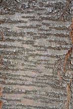 Texture Of Bark Of Cherry Tree