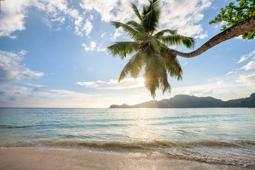 Wall Mural - palm tree at a beautiful beach during sunset