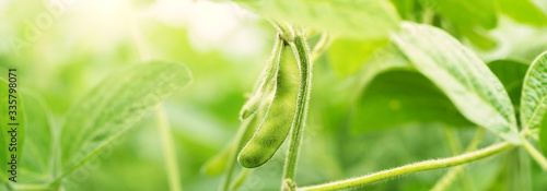 Cuadros en Lienzo Green Soybean Field closeup, soy bean crops in field