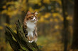 © _DeingeL_ - kurilian bobtail cat walk outdoor in forest