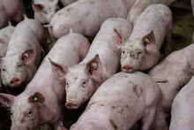Group Of Pigs In A Farm