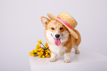 Welsh Corgi Pembroke Dog With A Bouquet Of Spring Flowers In A Straw Hat  Isolated On White Background