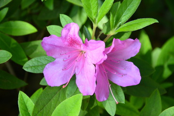 two purple azalea blossoms in spring in Shanghai, the back were green leaves;whole picture have two color: purple and green