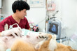 © Thirawatana - The abdomen of an Shiba Inu dog, who was examined by an ultrasound.