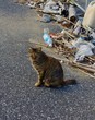 © miracle8 - 海辺の野良猫・ゴミ・漂着物の風景