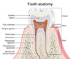 Tooth anatomy, medically accurate illustration
