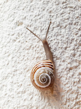 Snail Climbing On The White Wall