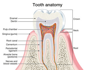 tooth anatomy, medically accurate illustration