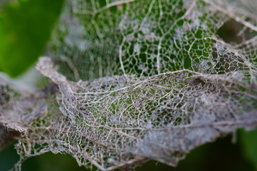 Sticker - Green leaf close up