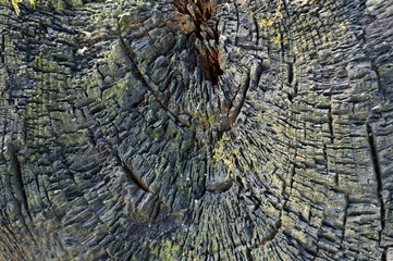 Sticker - old wood texture