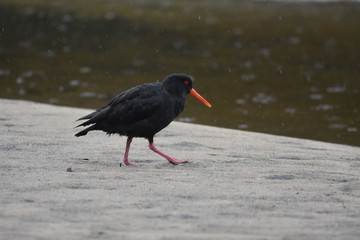 Canvas Print - oystercatcher on beach