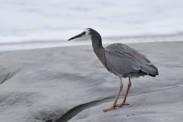 Canvas Print - heron on the beach