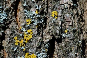 Wall Mural - lichen on bark