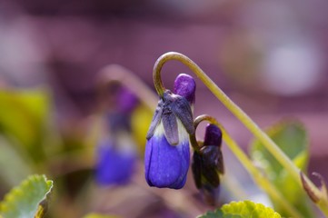 Wall Mural - purple flower in the garden