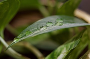 Water drops on a leaf of a plant in macro view