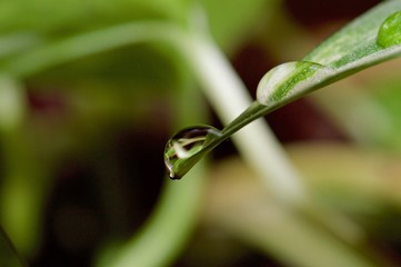 Water drops on a leaf of a plant in macro view