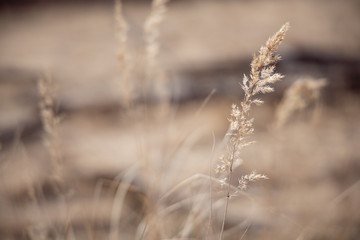 grass in autumn