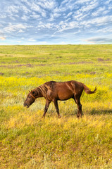 portrait of a wild horse