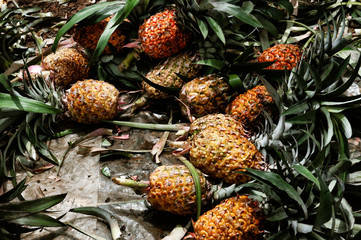 Ripe pineapple fruits pile, tropical fruit background