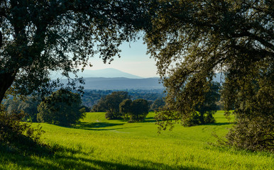 Wall Mural - landscape with green grass, bushes, trees and mountains in the back under blue sky