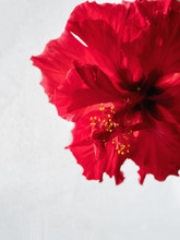 Red Terry Chinese Hibiscus Flower On The White Background
