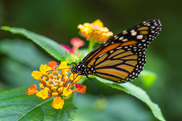 Wall Mural - The monarch butterfly or simply monarch (Danaus plexippus) on the flower garden.