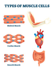 Poster - Types of muscle cells vector illustration. Labeled soft tissues explanation