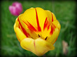 wiosenny tulipan
