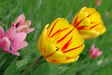 Fototapeta Tulipany - wiosenne tulipany