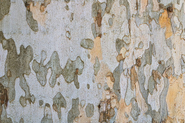 Wall Mural - London plane bark texture