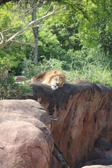 lion 