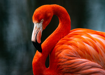 Plakat flamingo zwierzę ptak woda oko