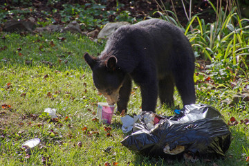 black bear, neighborhood garbage thief