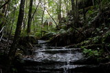 Fototapeta  - A waterfall in the Blue Mountains, Australia