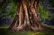 © Martin M303 - Detail of old tree trunk with roots and foliage