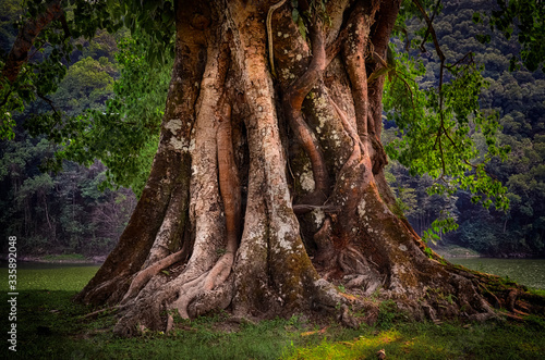 Detail Of Old Tree Trunk With Roots And Foliage Buy This Stock Photo And Explore Similar Images At Adobe Stock Adobe Stock