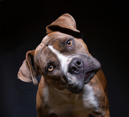 studio shot of a cute shelter dog on an isolated background