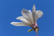 Close Up Of White Magnolia Tree Blossom Against Blue Sky