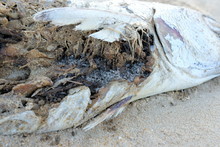 A Close-up Of Dead Fish Infested With Maggots On A Beach